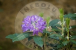 nebolu
