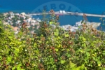 nebolu
