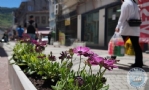 Cumhuriyet Caddesinde Sakslarmza iekleri Dikilerek Esnafmza Emanet Edildi